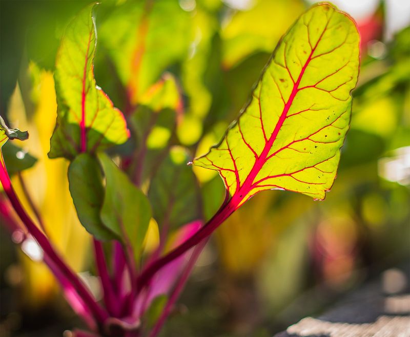 Swiss Chard (Baby Leaves)