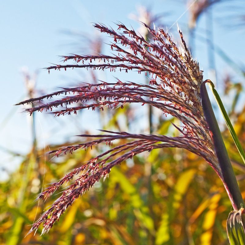 Switchgrass