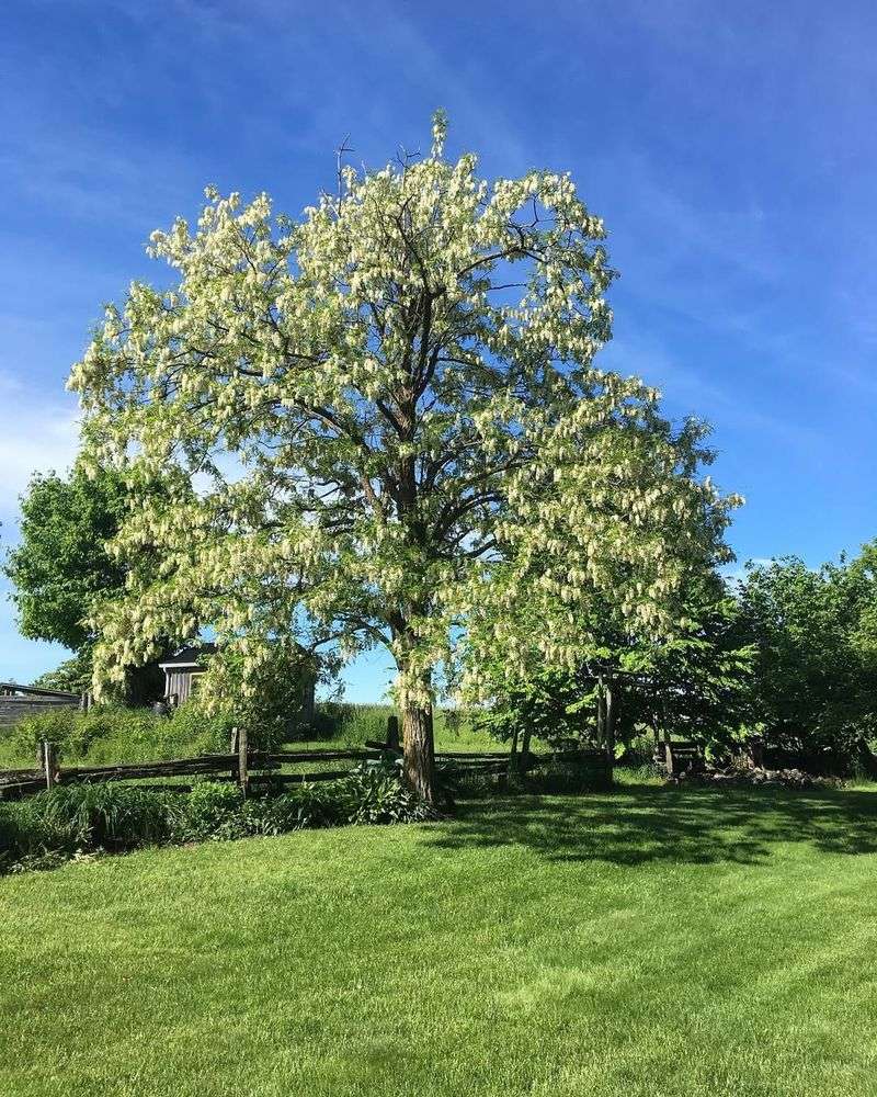 Black Locust Tree