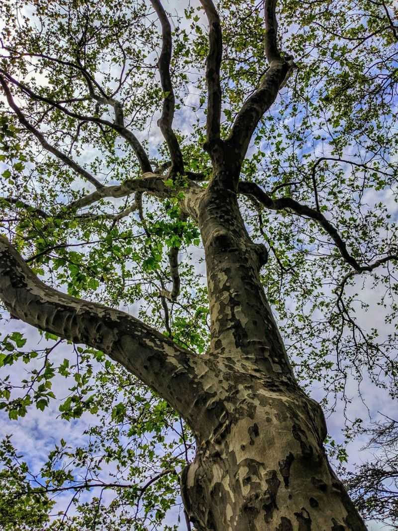 Sycamore Tree