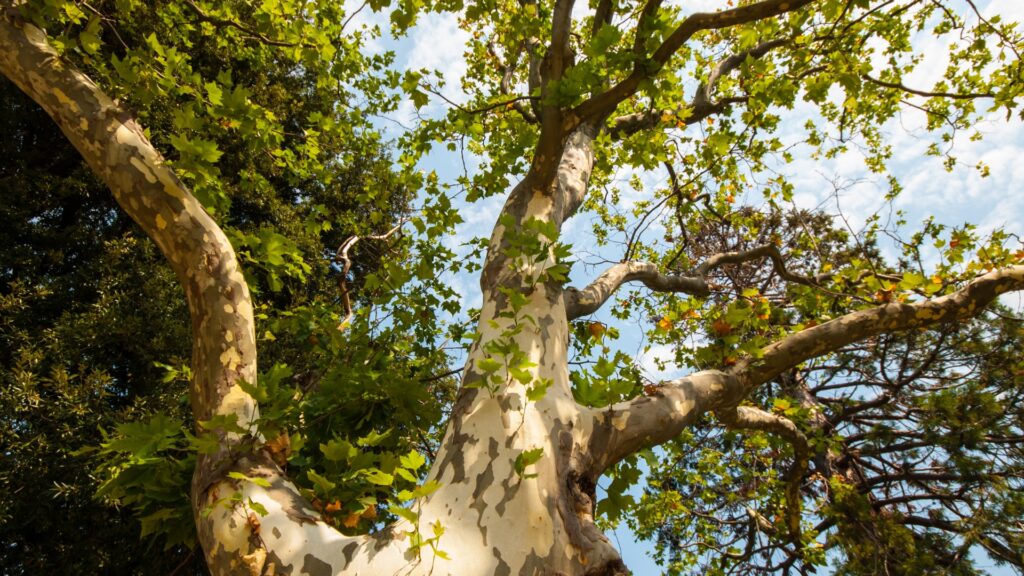 sycamore trees
