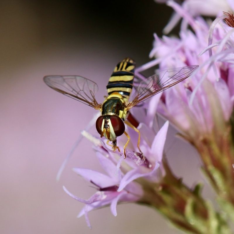 Syrphid Fly