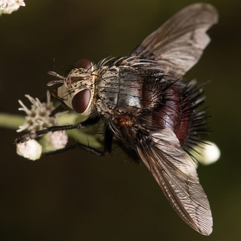 Tachinid Fly