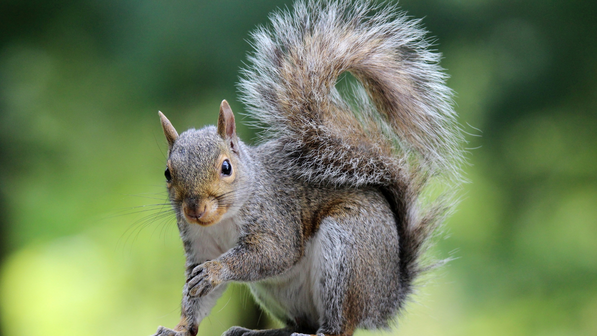 Take This Crucial Gardening Step To Keep Squirrels Away From Bulbs