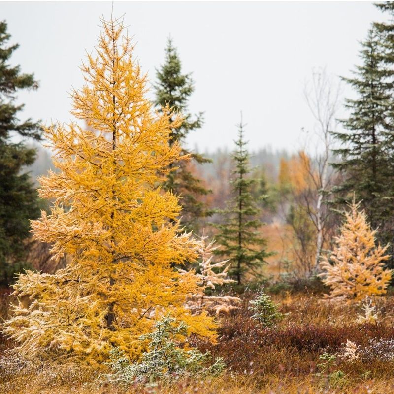 Tamarack Tree