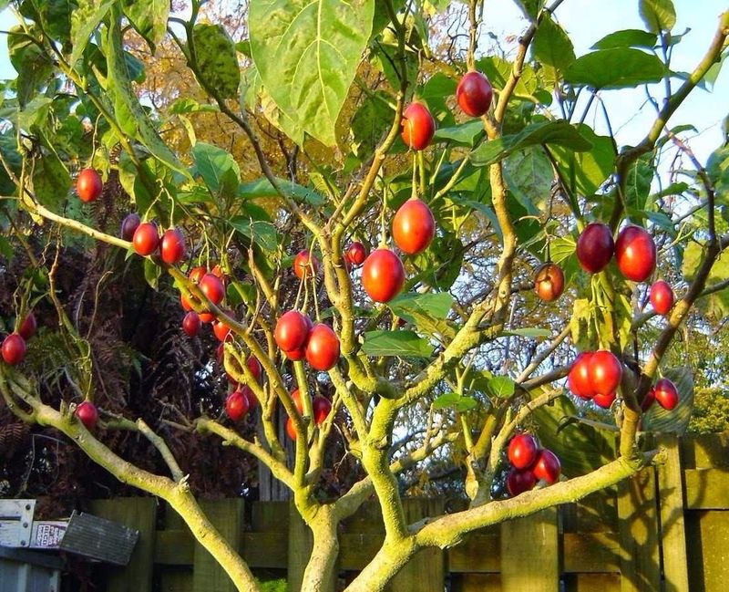 Tamarillo