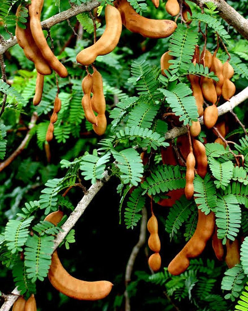 Tamarind