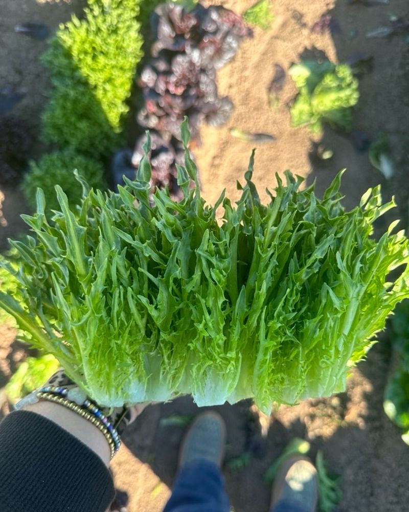 Tango Lettuce