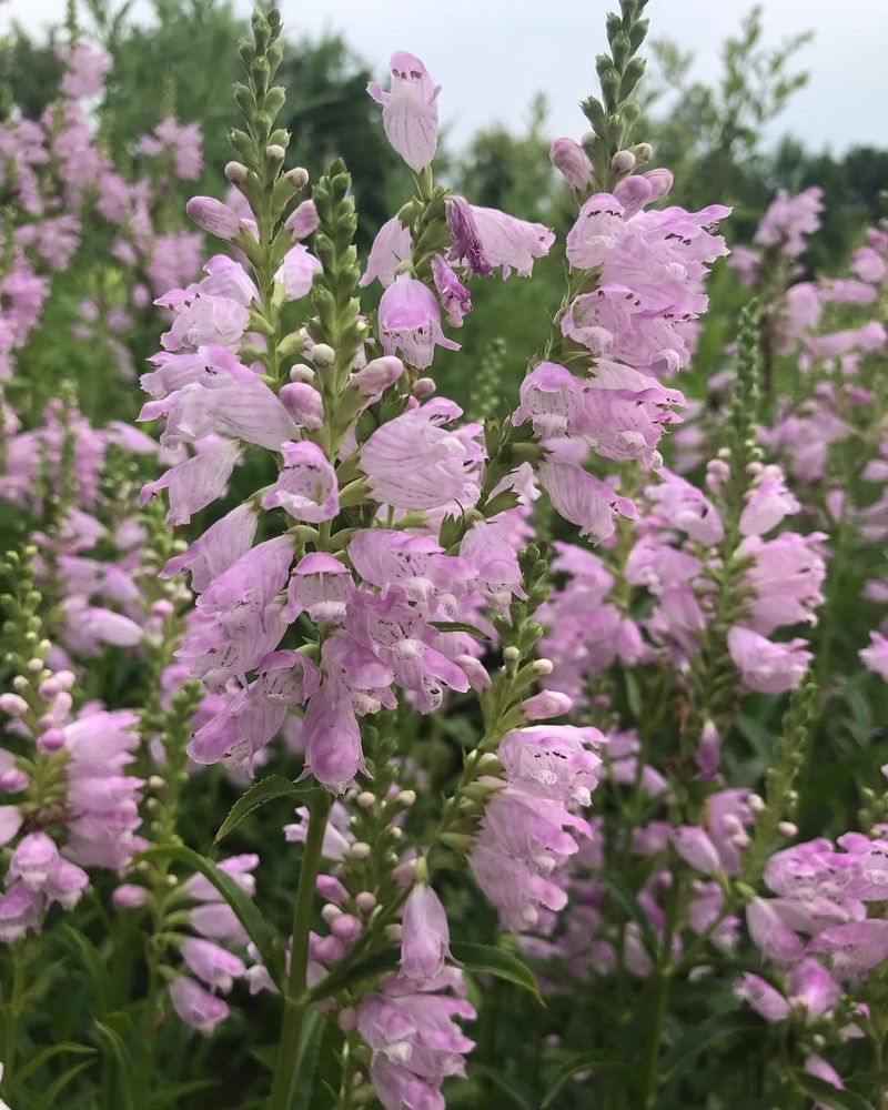 Obedient Plant