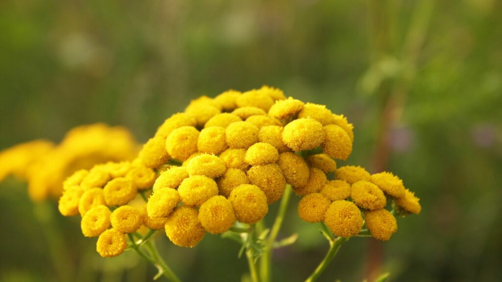 Tansy