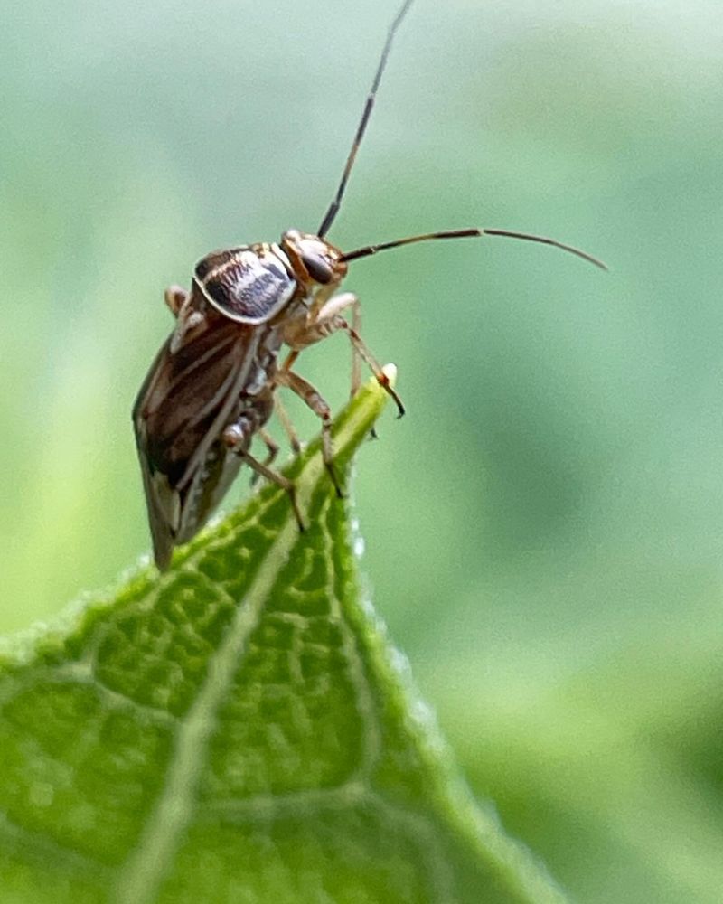 Tarnished Plant Bugs