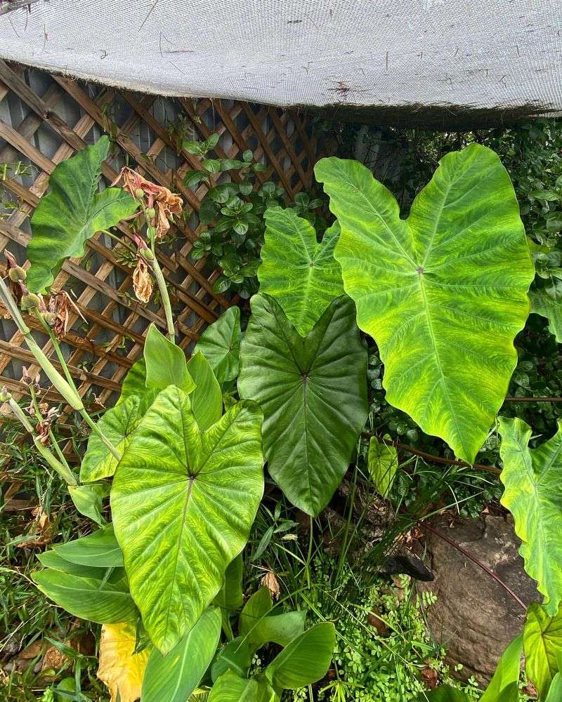 Taro Leaves