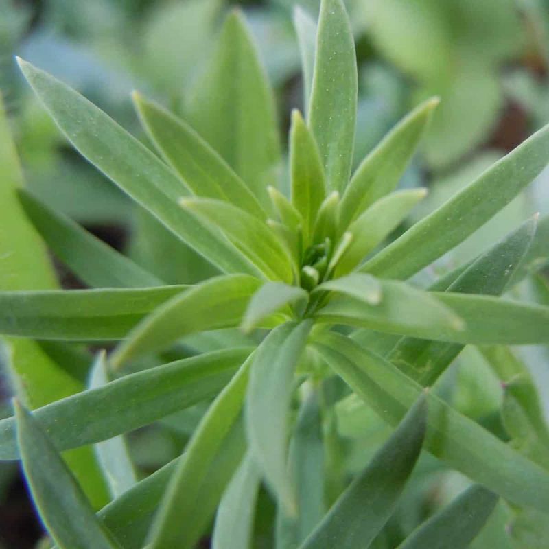 Tarragon