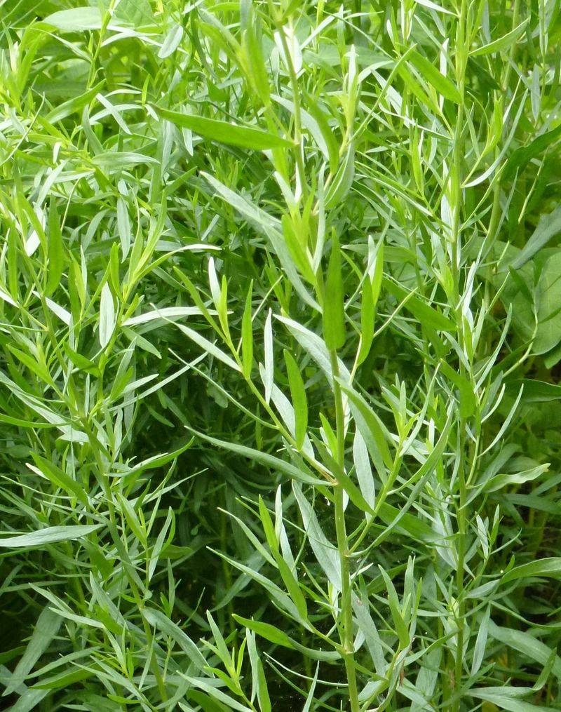 Tarragon