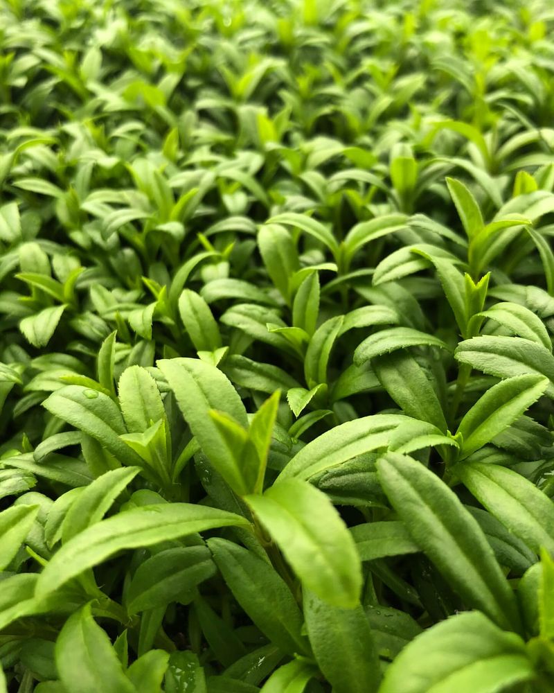 Tarragon