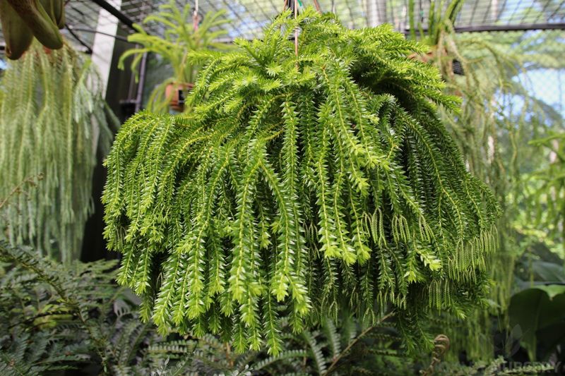 Tassel Fern