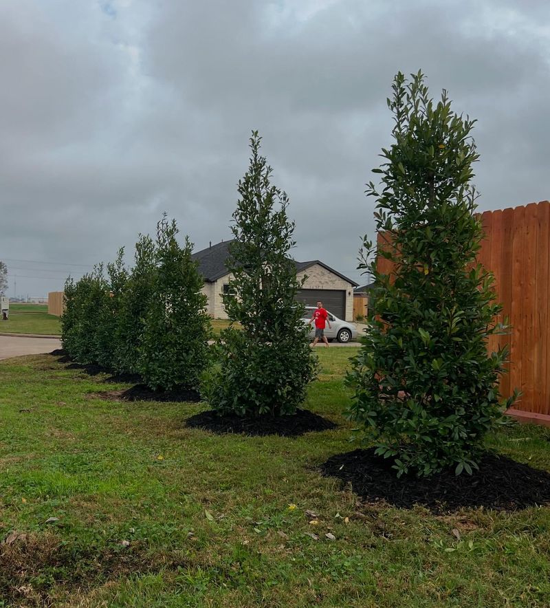 Taxus cuspidata (Japanese Yew)