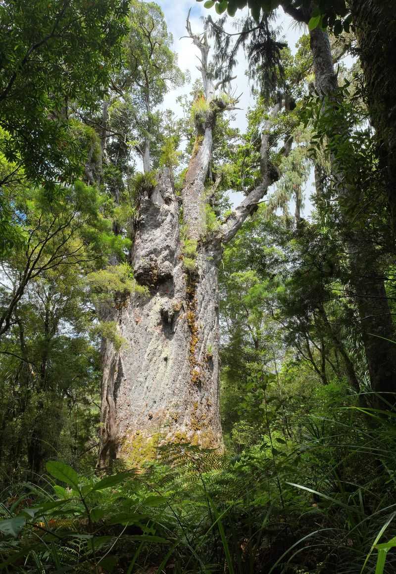 Te Matua Ngahere