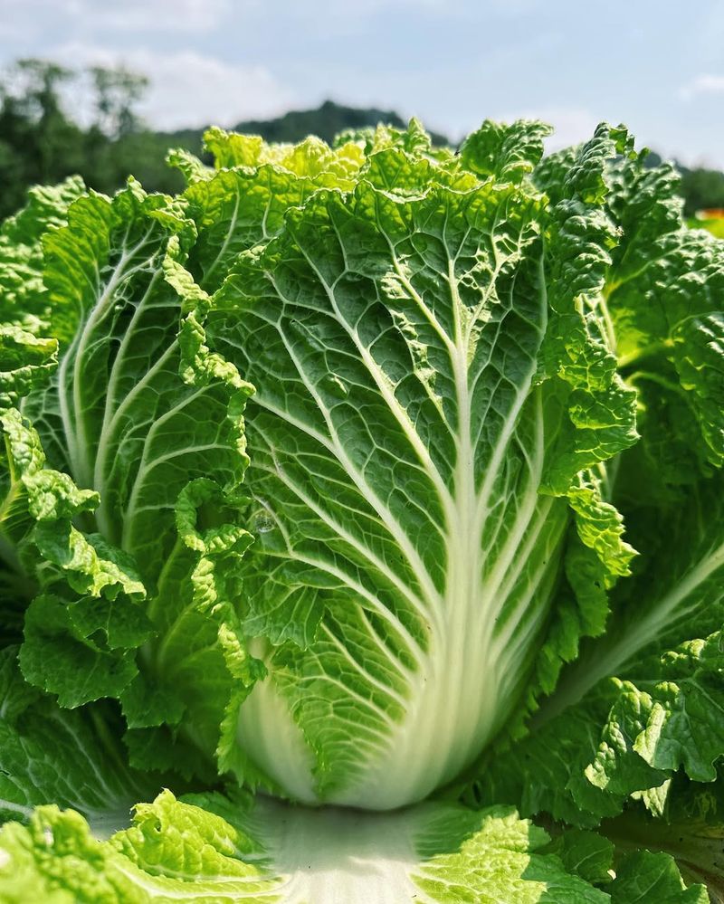 Tennessee's Enormous Cabbage