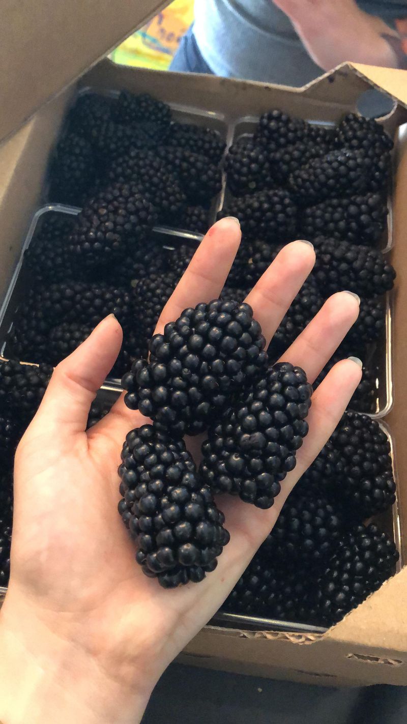 Tennessee - Huge Blackberry