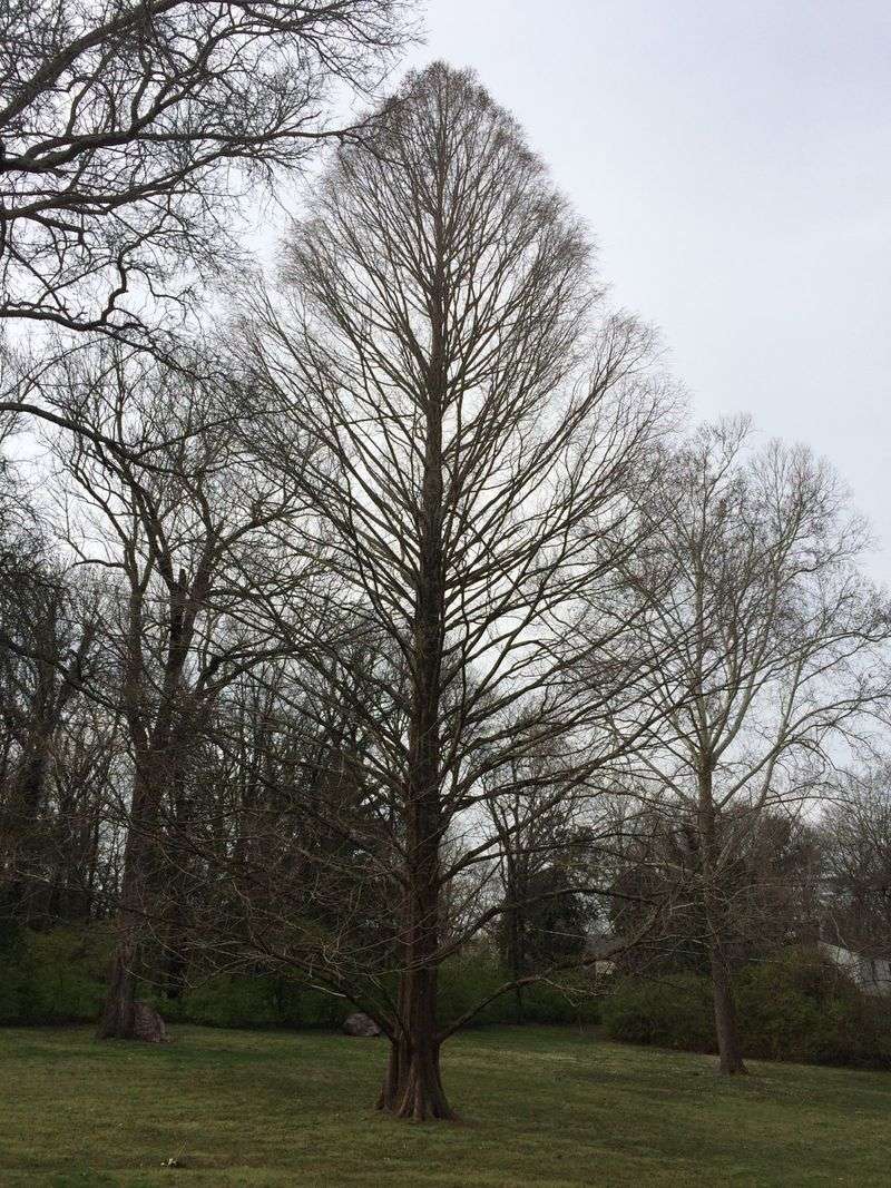 Tennessee's Woodland Monarch