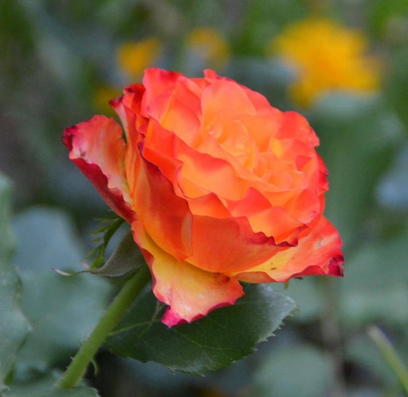 Tequila Sunrise Rose