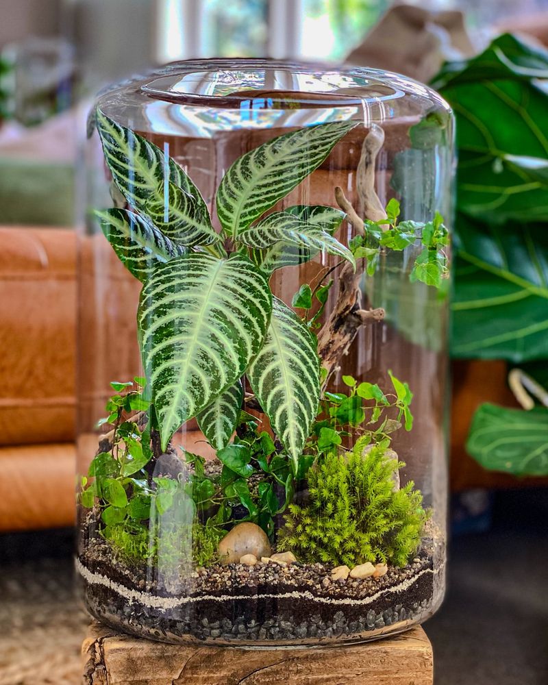 Terrarium Miniature Gardens