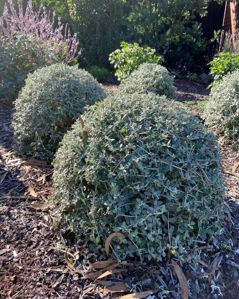 Teucrium (Teucrium fruticans)