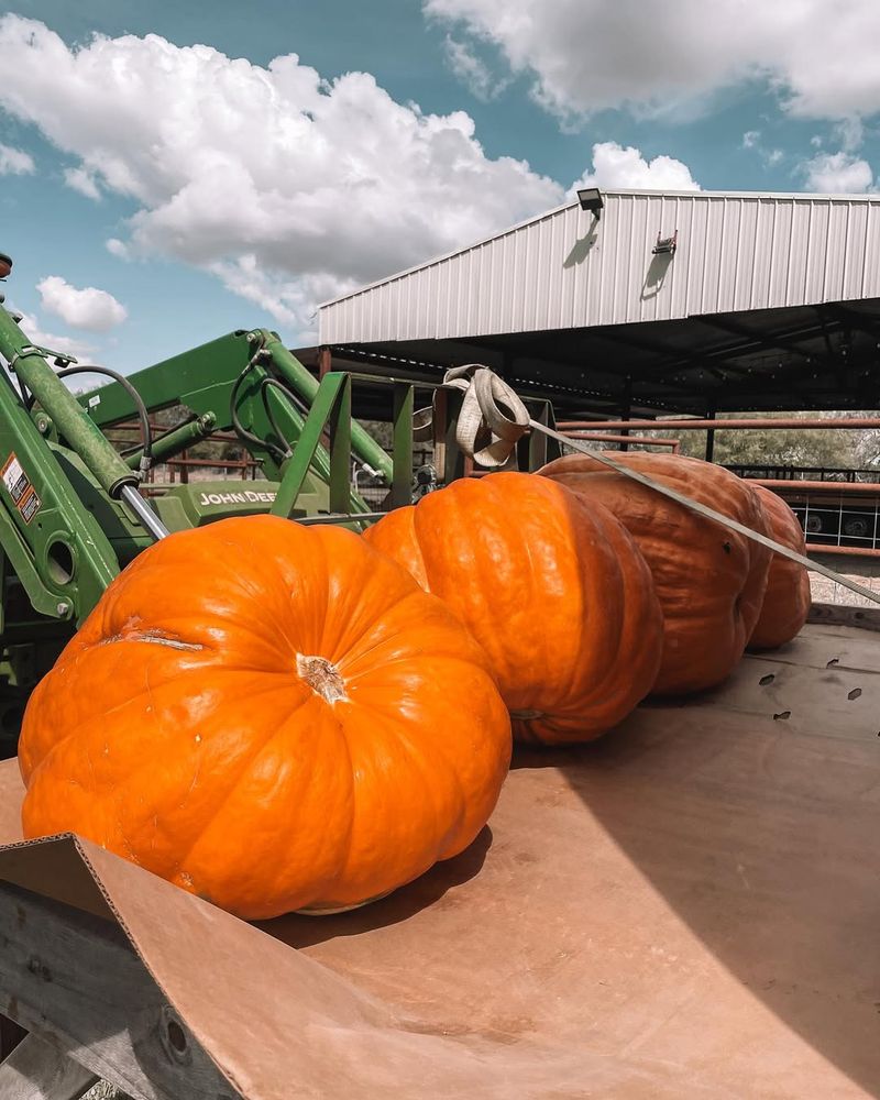 Texas's Massive Pumpkin