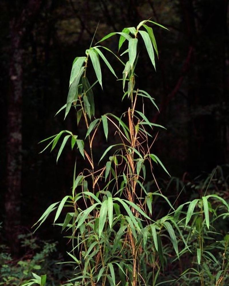 Texas: Giant Reed