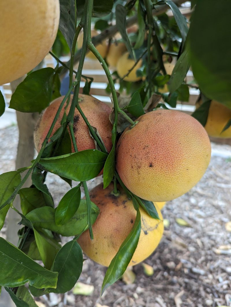 Texas: Texas Ruby Red Grapefruit