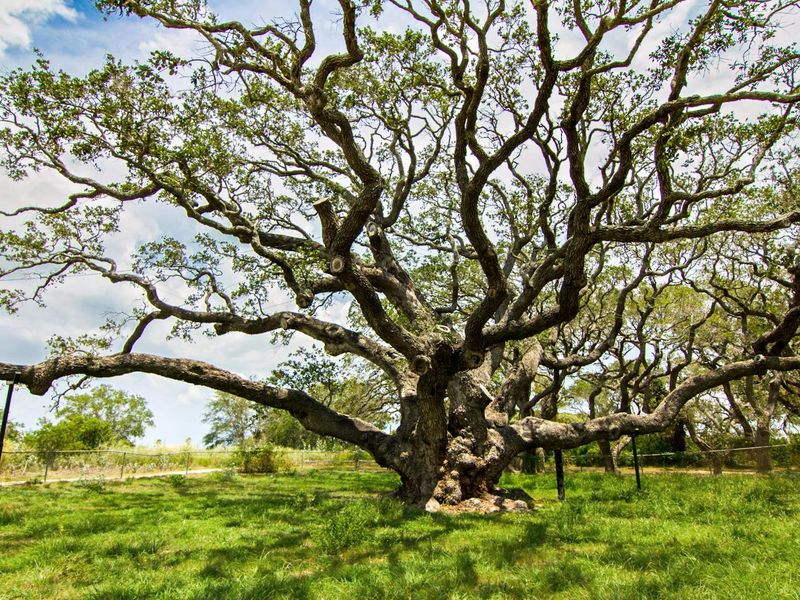 Texas' Arboreal Giant