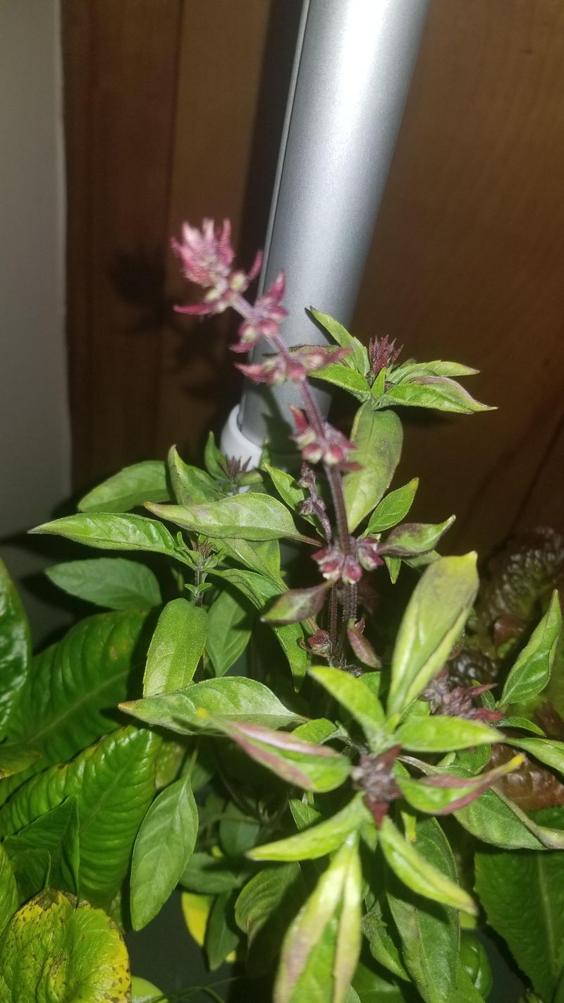 Thai Basil