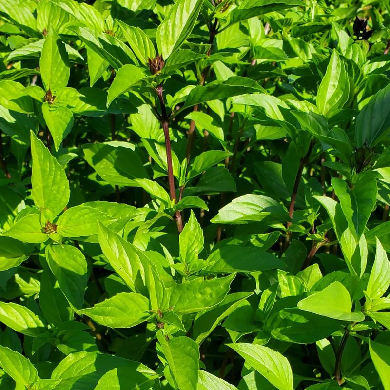 Thai Basil