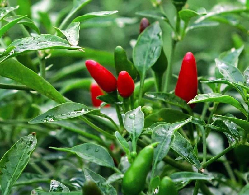 Thai Bird's Eye Pepper