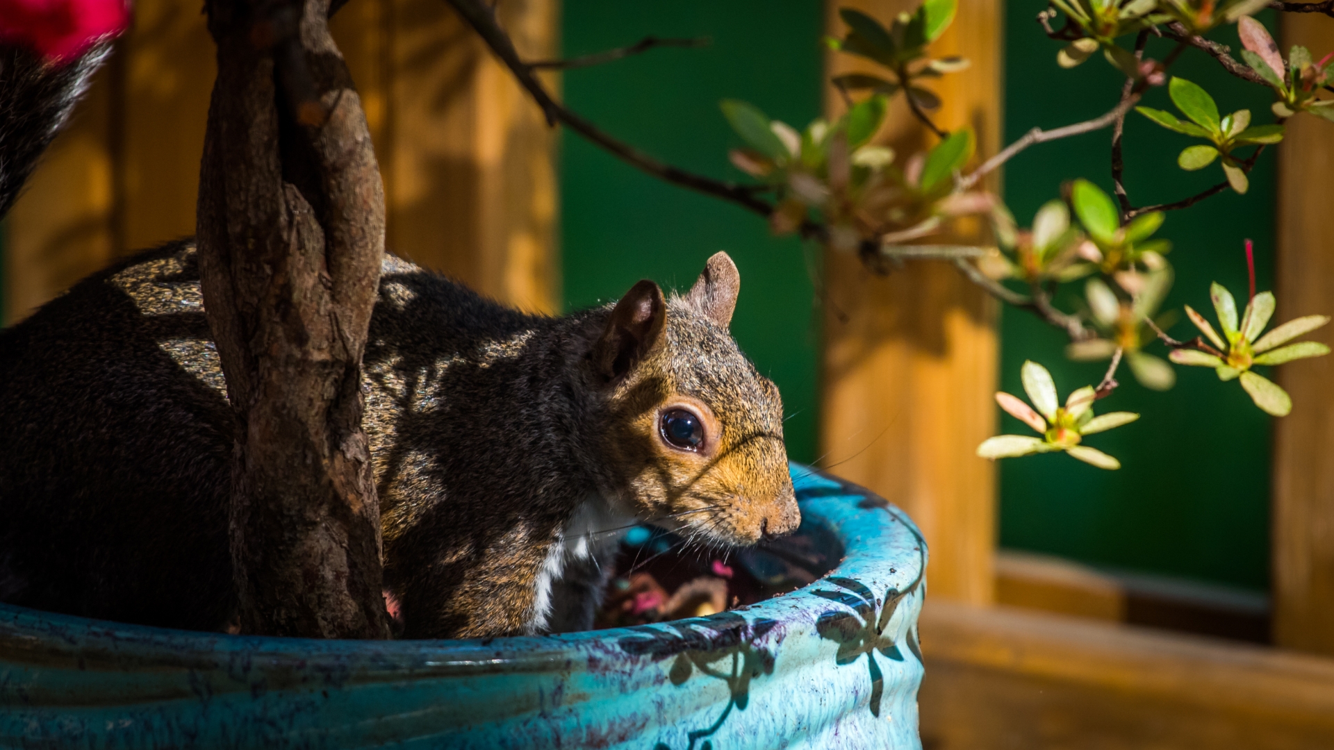 squirrel in yard