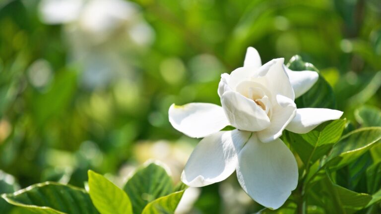 gardenia flower