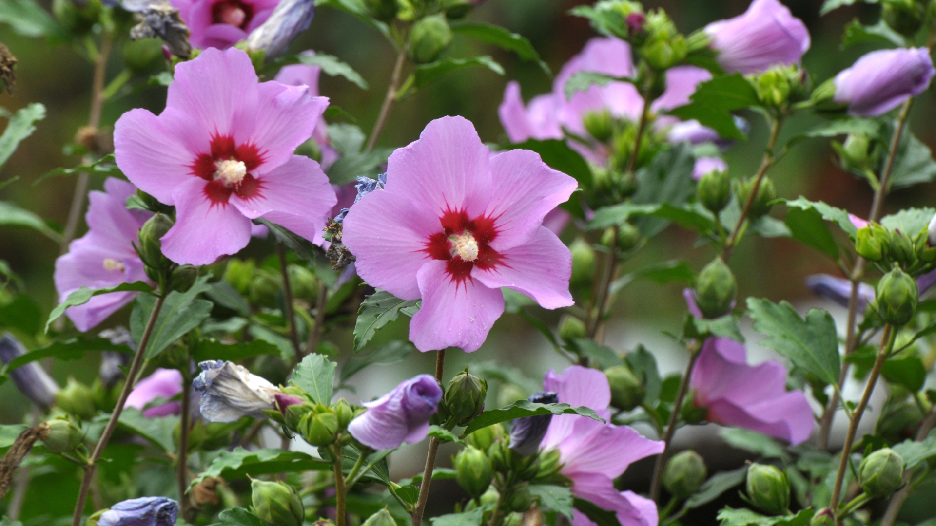 In summer, the hibiscus bush blooms in nature