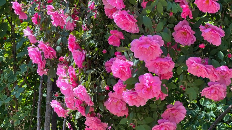 pink climbing roses on a trellis
