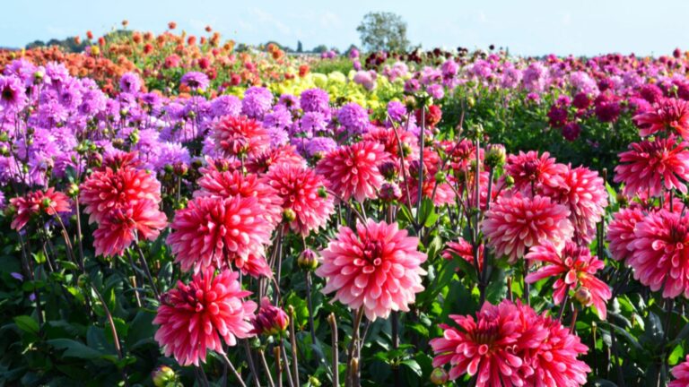 dahlia field