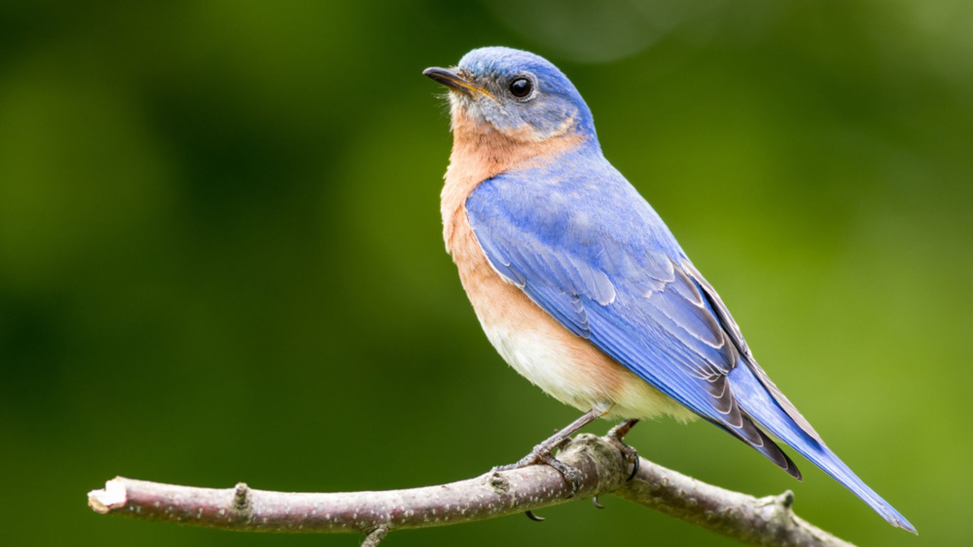 easter bluebird on a branch