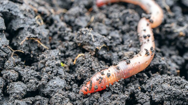 earthworm on soil