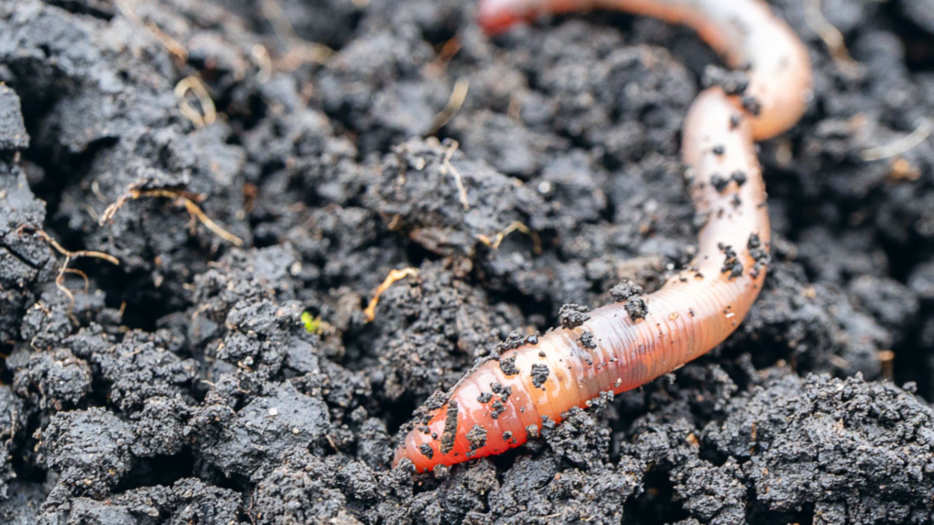 The 30 Unexpected Problems Earthworms Can Create In Your Garden (Plus a Few Surprising Benefits You Didn’t Know About)