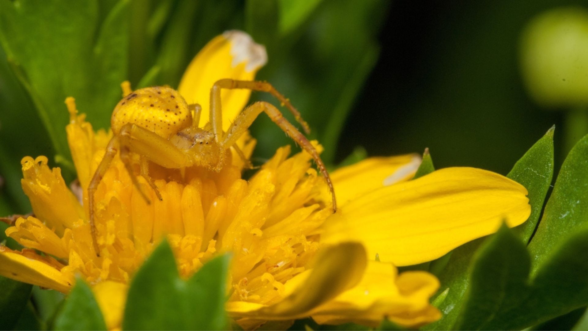 The 33 Flowers And Plants In Your Garden That Are Attracting Yellow Crab Spiders