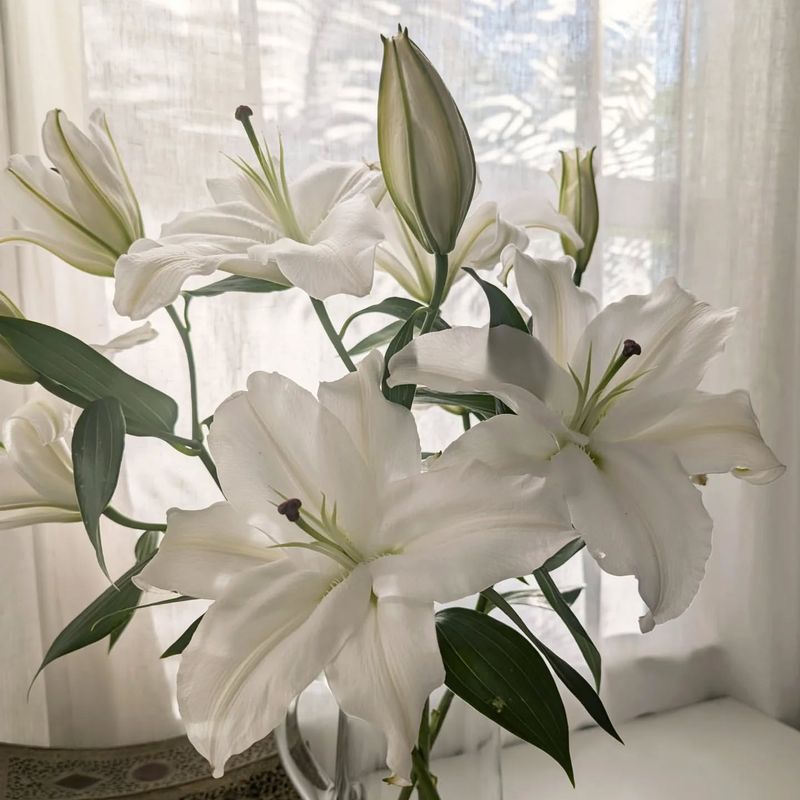 The Alluring Scent of Casablanca Lilies