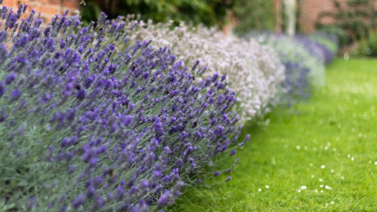 lavender bushes