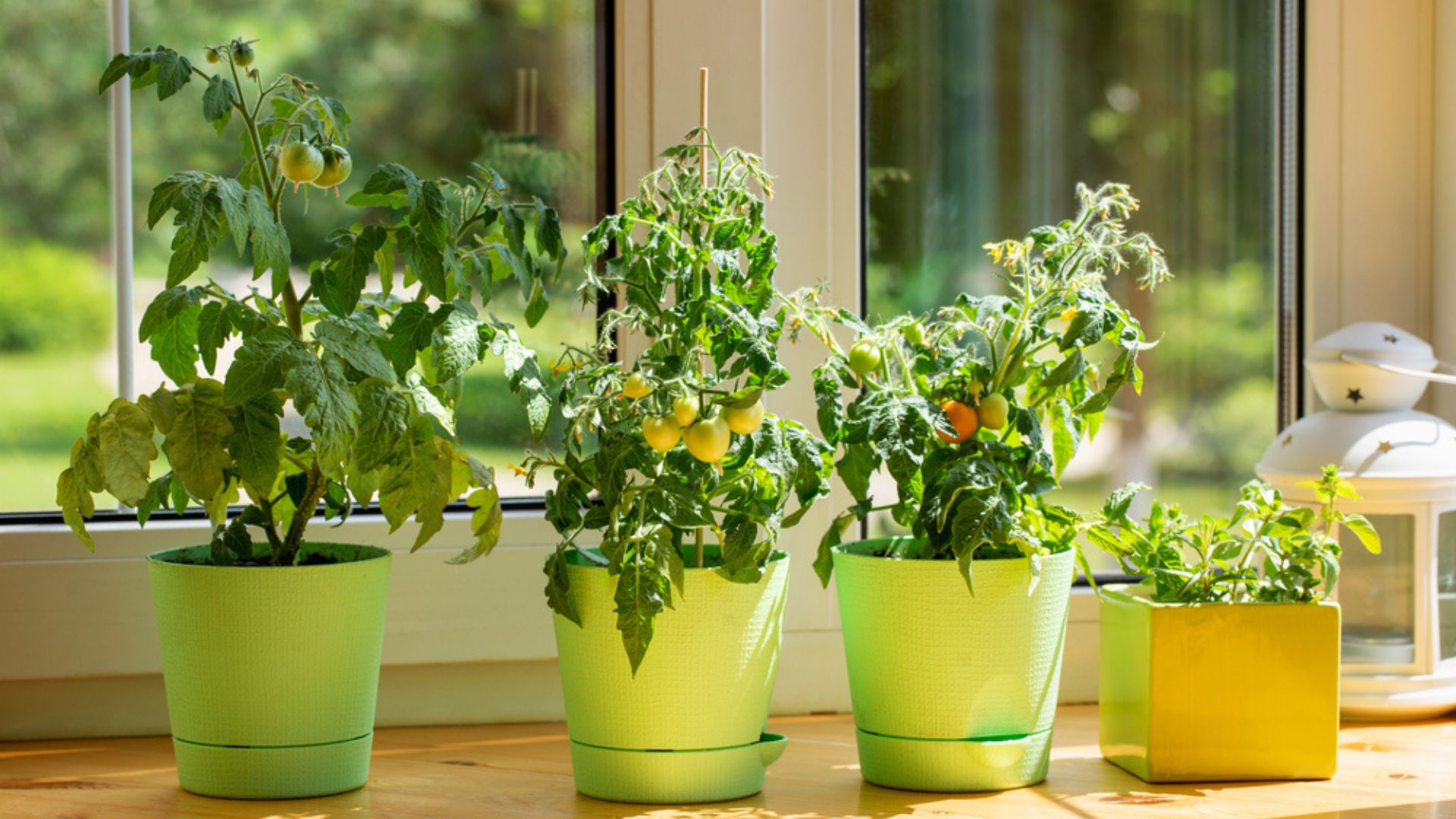 Tomato plants in pots indoors