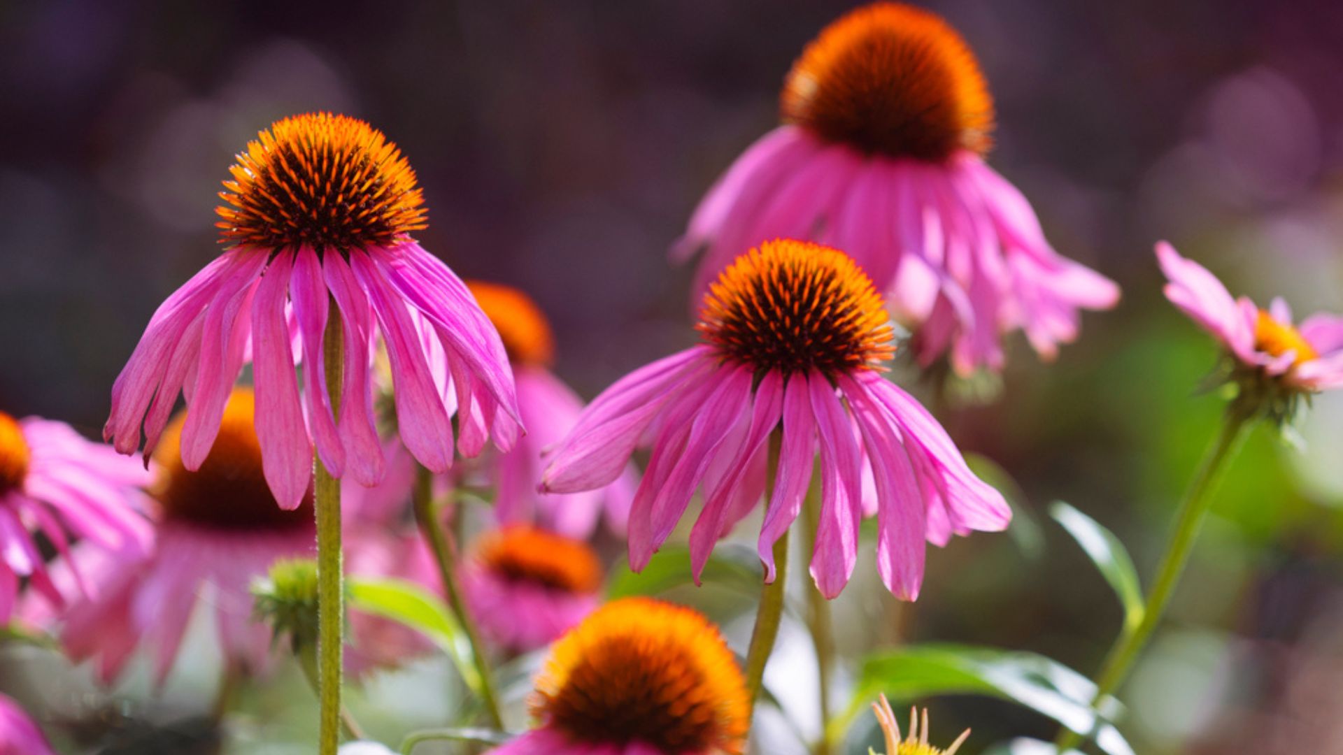 purple coneflowers