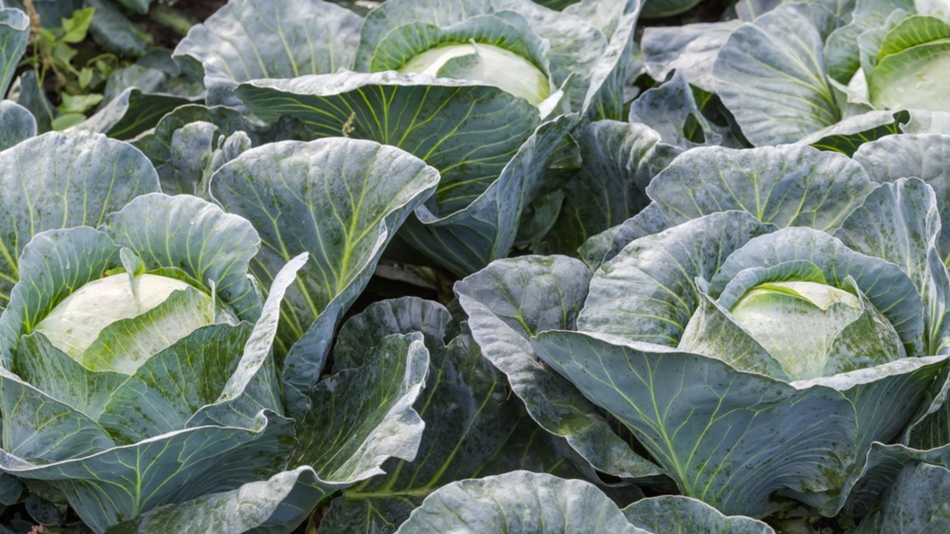 cabbage in garden