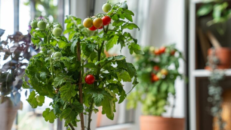 tomato plants indoors in pot